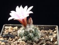 Thumbnail of 1573_Turbinicarpus laui_20070415(1).jpg